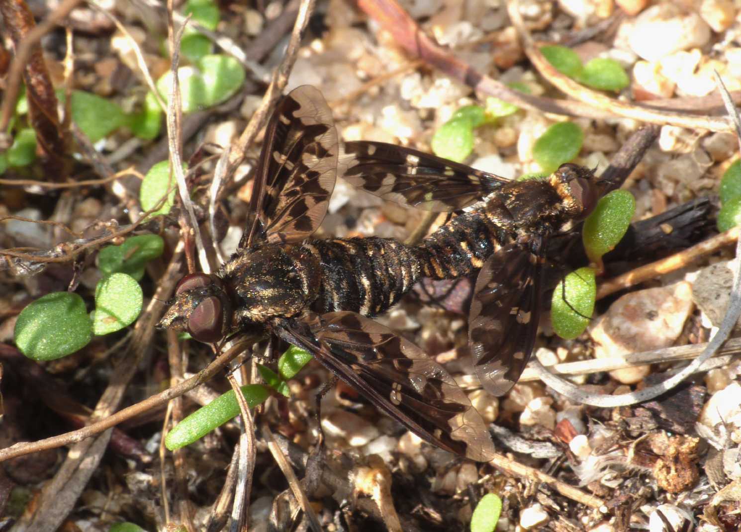 Exoprosopa jacchus (?) in accoppiamento